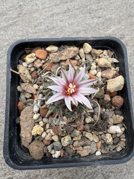 Turbinicarpus sanchez mejoradae